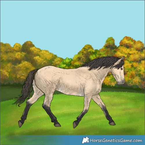 Horse Color:Buckskin 