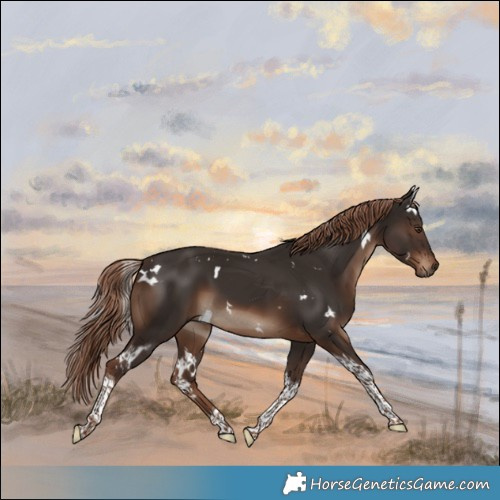 Horse Color:White Spotted Liver Chestnut Tobiano 