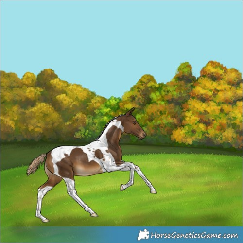 Horse Color:Chocolate Palomino Tobiano 