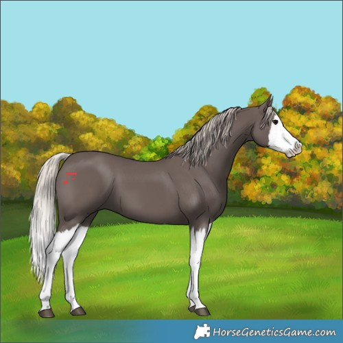 Horse Color:Silver Black Splash
