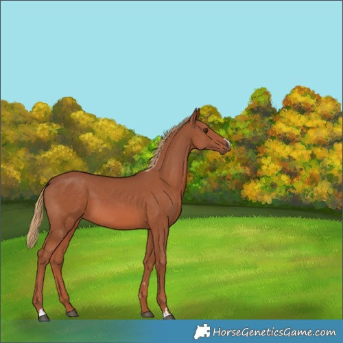 Horse Color:Chestnut 