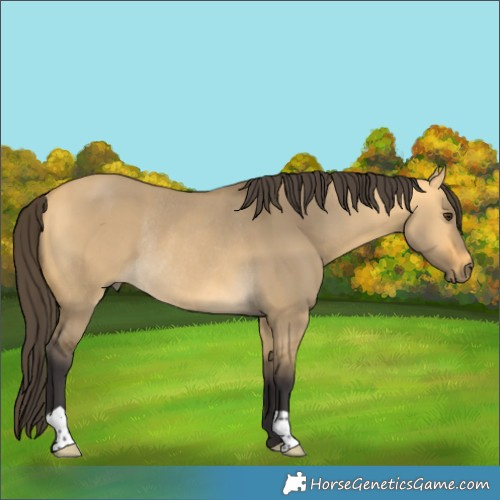 Horse Color:Buckskin Dun Rabicano 
