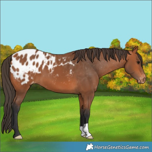 Horse Color:Bay Appaloosa 