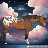 Horse Color:Bay Blanket 