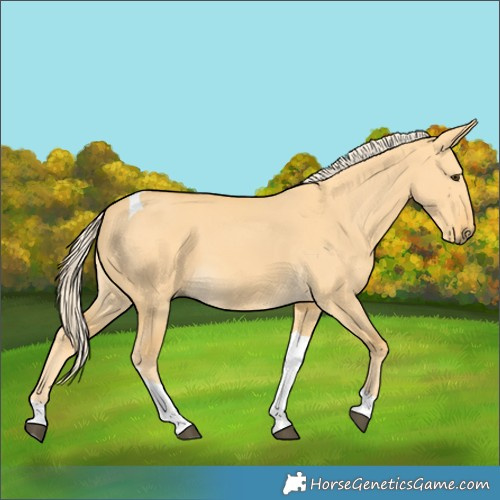 Horse Color:Palomino Dun Tobiano 