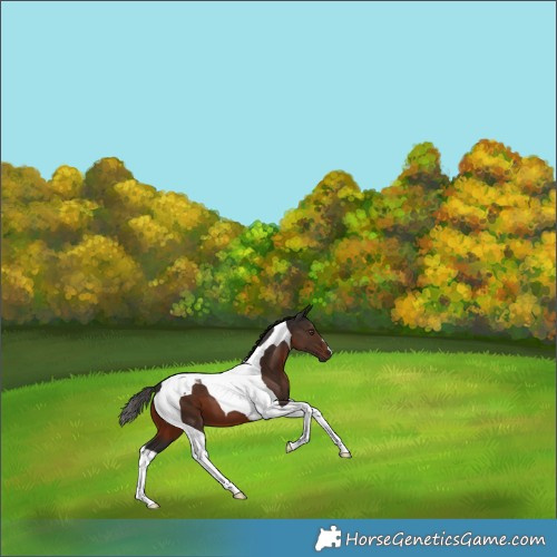 Horse Color:Liver Chestnut Tobiano 