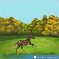 Horse Color:White Spotted Chocolate Palomino 