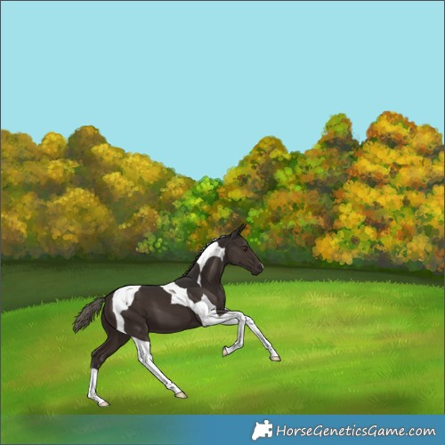 Horse Color:Liver Chestnut Tobiano 