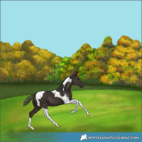 Horse Color:Liver Chestnut Tobiano 