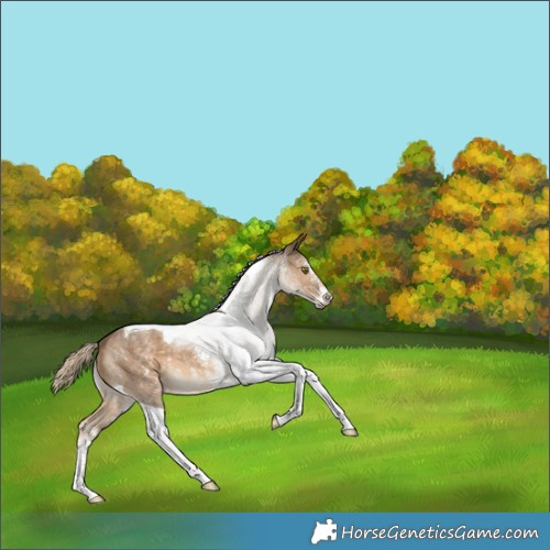 Horse Color:Chocolate Palomino Sabino Tobiano 
