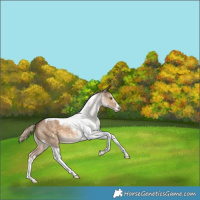 Horse Color:Chocolate Palomino Sabino Tobiano 