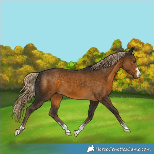 Horse Color:Chocolate Palomino