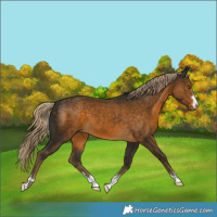 Horse Color:Chocolate Palomino 