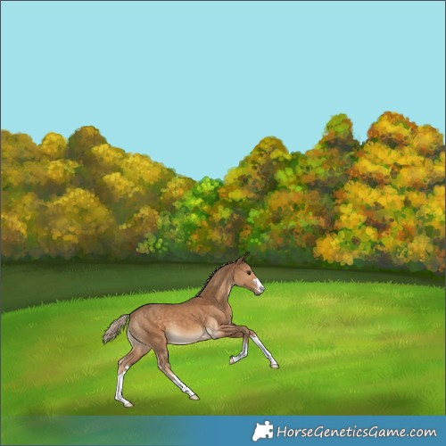 Horse Color:Chocolate Palomino 
