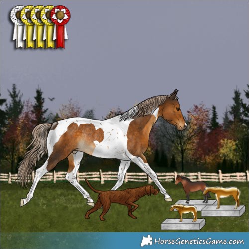 Horse Color:Chocolate Palomino Tobiano Rabicano 