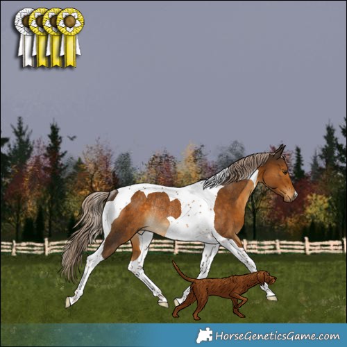 Horse Color:Chocolate Palomino Tobiano Rabicano 