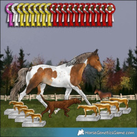 Horse Color:Chocolate Palomino Tobiano Rabicano