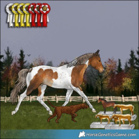Horse Color:Chocolate Palomino Tobiano Rabicano 