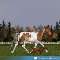 Horse Color:Chocolate Palomino Tobiano Rabicano