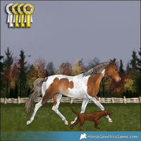 Horse Color:Chocolate Palomino Tobiano Rabicano 