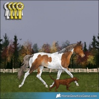 Horse Color:Chocolate Palomino Tobiano Rabicano 