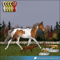 Horse Color:Chocolate Palomino Tobiano Rabicano 