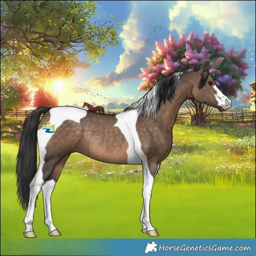 Horse Color:Brown Dun Tobiano Rabicano