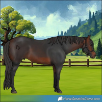 Horse Color:White Spotted Bay 