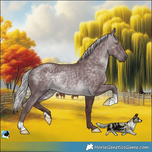 Horse Color:Chocolate Silver Black Chinchilla Rabicano 