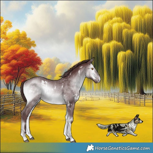 Horse Color:White Spotted Chocolate Brown Chinchilla Onyx Sabino Rabicano 