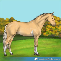Horse Color:Palomino Dun Tobiano