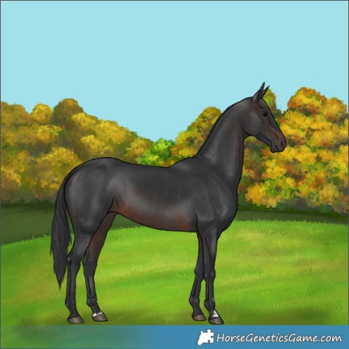 Horse Color:Brown 