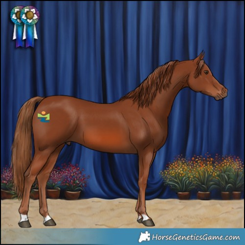 Horse Color:Chestnut 
