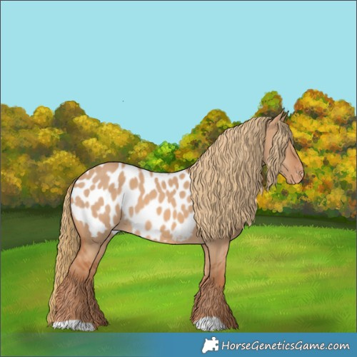 Horse Color:Red Dun Appaloosa