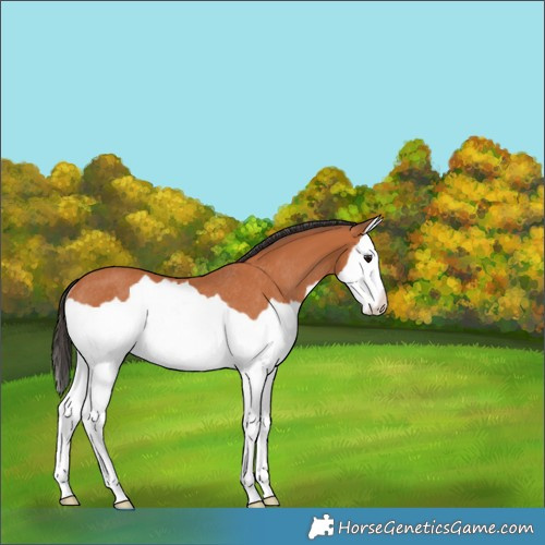 Horse Color:Bay Splash Rabicano
