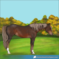 Horse Color:Liver Chestnut