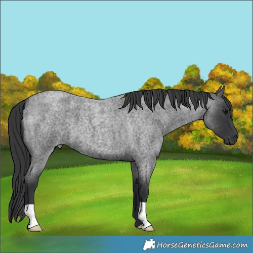 Horse Color:Blue Roan