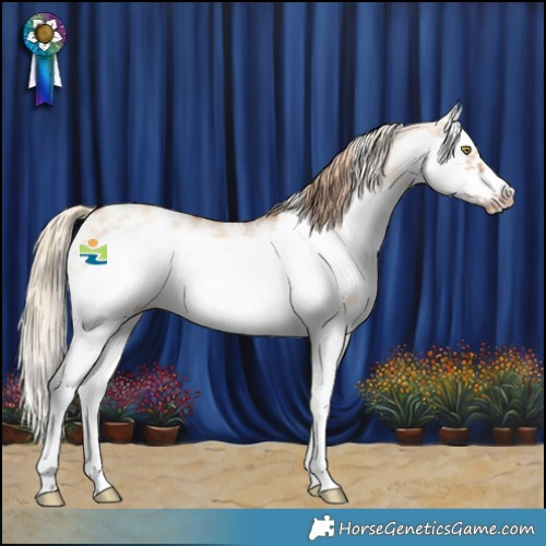 Horse Color:Gold Champagne Dun Sabino Splash Frame 