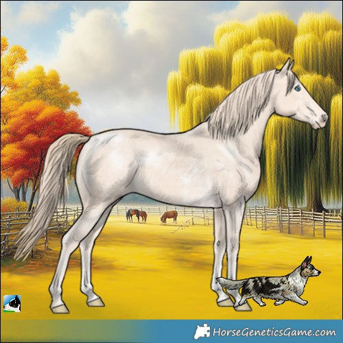 Horse Color:Perlino Mushroom Sabino Rabicano