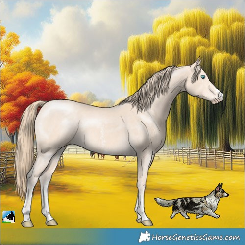 Horse Color:Perlino Sabino Rabicano