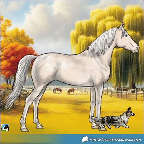 Horse Color:Cremello Rabicano 