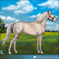 Horse Color:Cremello Rabicano