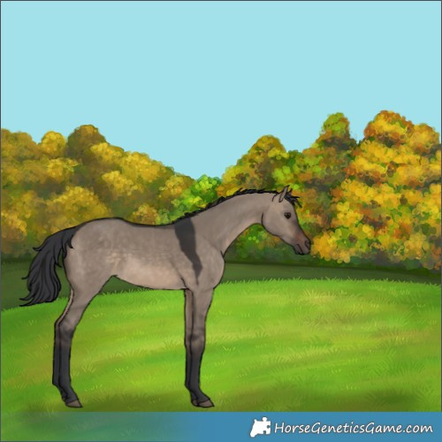 Horse Color:Brown Dun Rabicano 