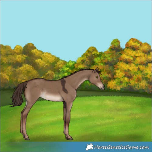 Horse Color:Liver Red Dun 
