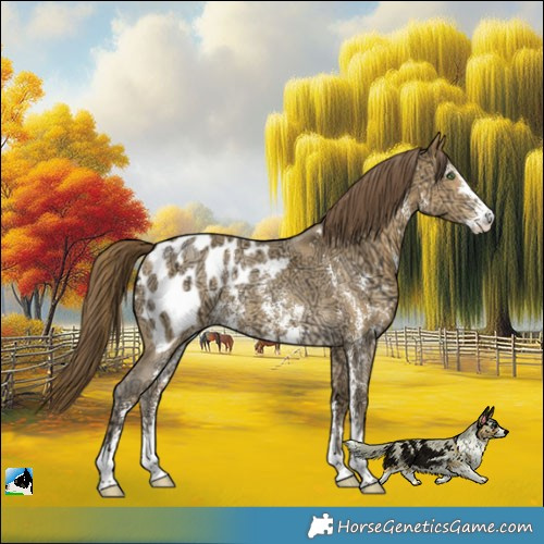 Horse Color:Sable Cream Champagne Ice Sabino Appaloosa Rabicano 