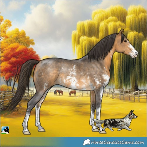 Horse Color:Buckskin Sabino Rabicano