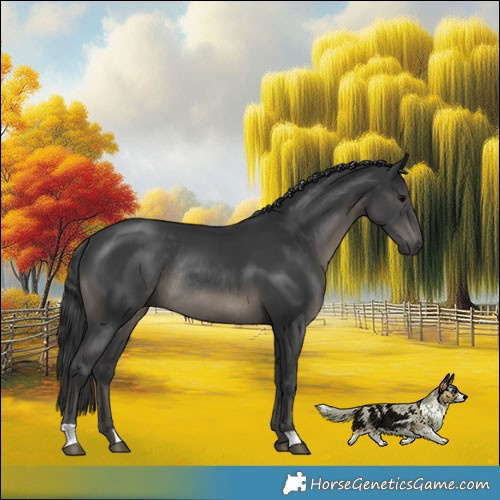 Horse Color:Black Rabicano 