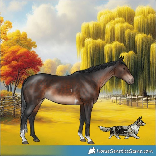 Horse Color:Brown Tobiano Rabicano