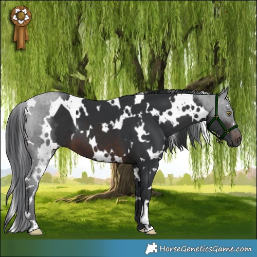 Horse Color:White Spotted Brown 