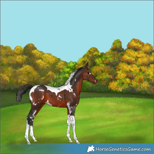 Horse Color:White Spotted Bay Tobiano 
